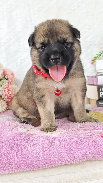 Gái Nhật lai nâu cute nè sen🥰💖. Mua bán Chó tại Huyện Hóc Môn Tp Hồ Chí Minh được đăng bởi Smile Pet hình 1
