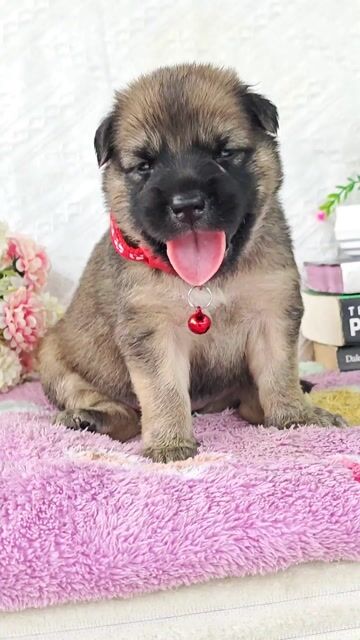 Gái Nhật lai nâu cute nè sen🥰💖. Mua bán Chó tại Huyện Hóc Môn Tp Hồ Chí Minh được đăng bởi Smile Pet hình 1
