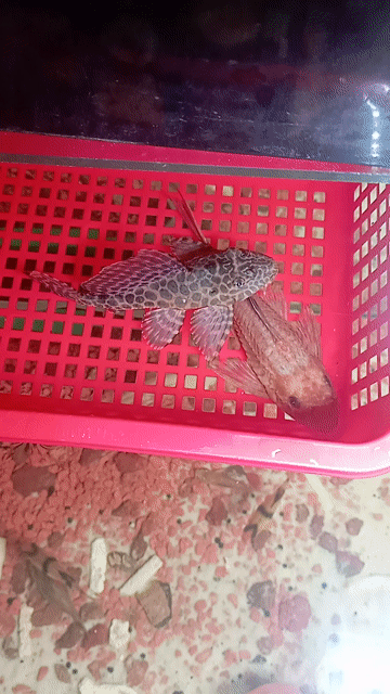 Cá lau kiếng da beo 15cm 2 con. Mua bán Thú cưng khác tại Quận Bình Tân Tp Hồ Chí Minh được đăng bởi Thành Hay hình 1