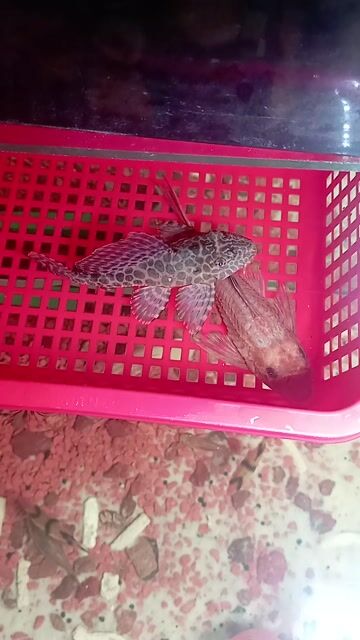 Cá lau kiếng da beo 15cm 2 con. Mua bán Thú cưng khác tại Quận Bình Tân Tp Hồ Chí Minh được đăng bởi Thành Hay hình 1