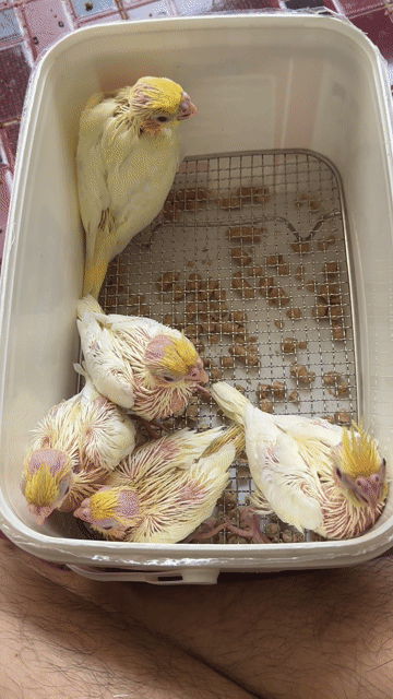 Chim Cockatiel non Vàng trắng. Mua bán Chim tại Thị xã Gò Công Tiền Giang được đăng bởi Huỳnh Phong hình 1