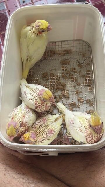 Chim Cockatiel non Vàng trắng. Mua bán Chim tại Thị xã Gò Công Tiền Giang được đăng bởi Huỳnh Phong hình 1