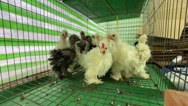 Gà kiểng Penkin xù. Mua bán Gà tại Huyện Phụng Hiệp Hậu Giang được đăng bởi Lê Văn Hoài hình 1