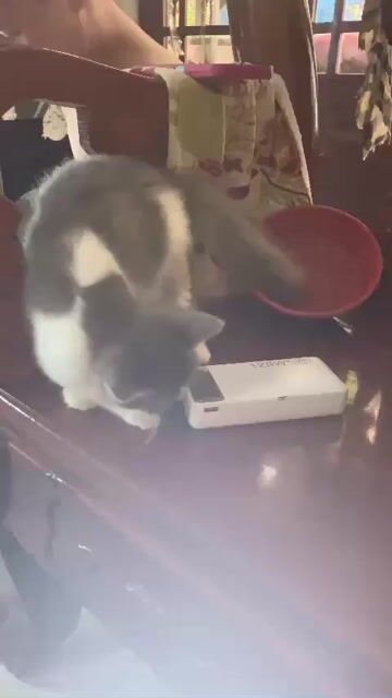 Mèo Bicolor cái 3 tháng lùn lửng. Mua bán Mèo tại Quận 10 Tp Hồ Chí Minh được đăng bởi Chim cảnh Trường Sinh Nguyễn chuyên chào mào  hình 1