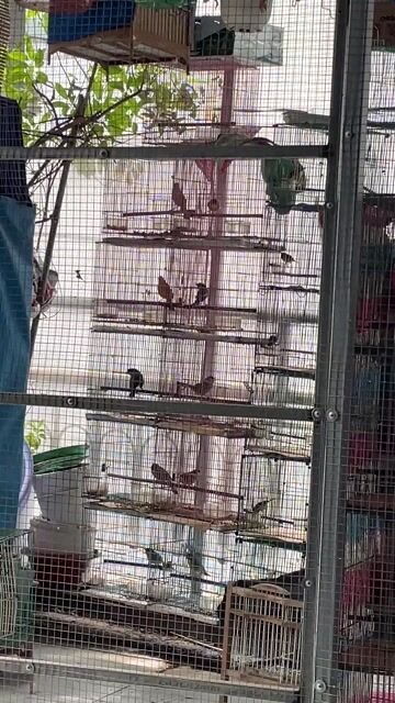 Chim ngũ sắc quế lâm Cám cứng. Mua bán Chim tại Thành phố Biên Hòa Đồng Nai được đăng bởi Hậu Thanh hình 1