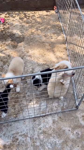 Chó Border Collie 53 ngày. Mua bán Chó tại Quận Gò Vấp Tp Hồ Chí Minh được đăng bởi Vũ hình 1
