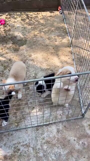 Chó Border Collie 53 ngày. Mua bán Chó tại Quận Gò Vấp Tp Hồ Chí Minh được đăng bởi Vũ hình 1