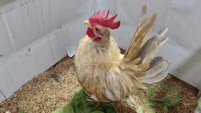 SERAMA  TRỐNG VÀNG. Mua bán Gà tại Quận 8 Tp Hồ Chí Minh được đăng bởi THUẬN PHÁT SERAMA hình 1