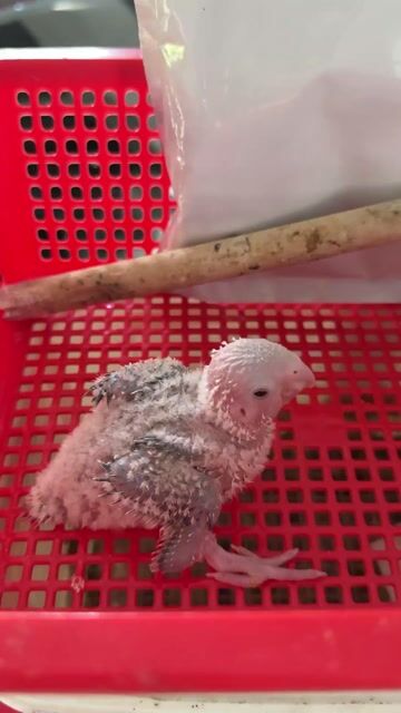 Chim Greencheek Pineapple ăn bột trắng xám. Mua bán Chim tại Quận Ninh Kiều Cần Thơ được đăng bởi Nam  hình 1