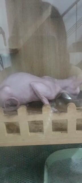 Mèo không lông đực 1 tuổi. Mua bán Mèo tại Huyện Thanh Trì Hà Nội được đăng bởi Cẩm Ngọc Nguyễn hình 1
