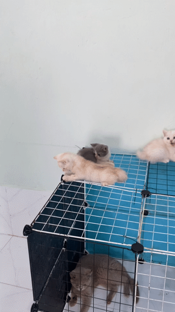 Mèo anh long ngắn thuần chủng , có bảo hành bệnh. Mua bán Mèo tại Thành phố Long Xuyên An Giang được đăng bởi Mèo và Máy Tính HANAVY hình 1