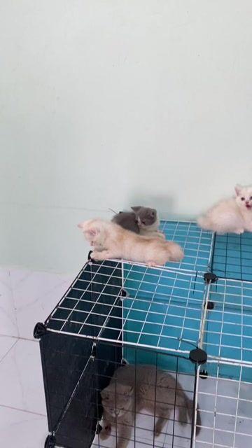 Mèo anh long ngắn thuần chủng , có bảo hành bệnh. Mua bán Mèo tại Thành phố Long Xuyên An Giang được đăng bởi Mèo và Máy Tính HANAVY hình 1