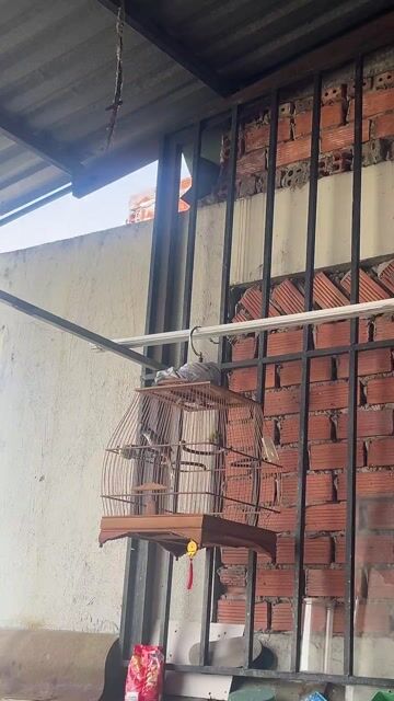 Chim Bổi 6 tháng đã ra giọng. Mua bán Chim tại Quận Gò Vấp Tp Hồ Chí Minh được đăng bởi Hải Dương hình 1