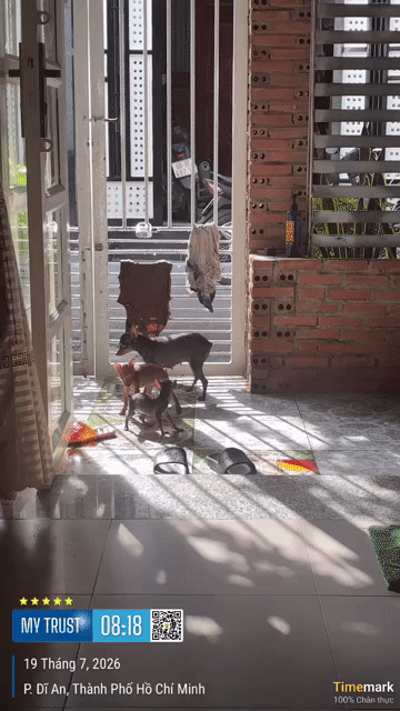 Chó Phốc Hươu 4 tháng Đực Cái. Mua bán Chó tại Thành phố Dĩ An Bình Dương được đăng bởi Bùi quang trường hình 1