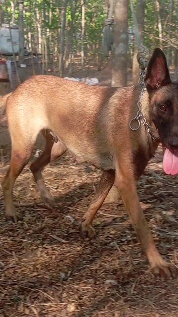 Chó Malinois cái đã sinh sản. Mua bán Chó tại Huyện Trảng Bom Đồng Nai được đăng bởi Trần Văn lưu hình 1