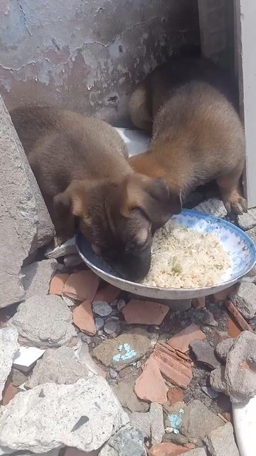bầy chó pitbull lai becgie ú nù ship tận nhà