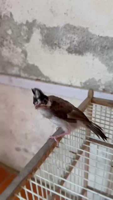 Chim chào mào Gen đại bông. Mua bán Chim tại Quận Hà Đông Hà Nội được đăng bởi Ngô Quang Trung  hình 1