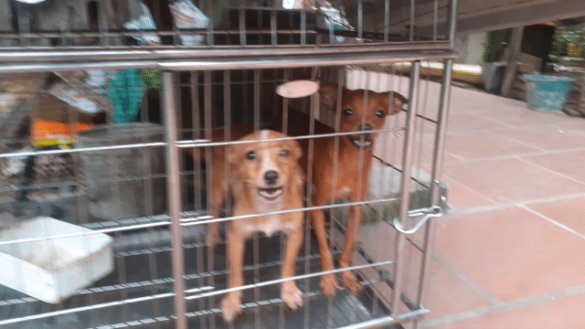 Thanh lý. Mua bán Chó tại Huyện Thường Tín Hà Nội được đăng bởi Đào hình 1