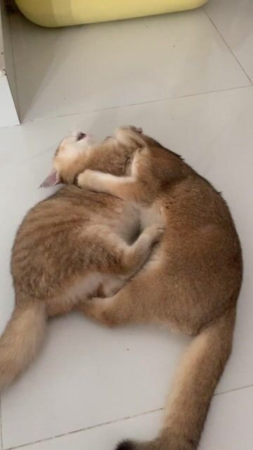 Mèo Golden 4 tháng tiêm ngừa 2 mũi vacxin. Mua bán Mèo tại Quận 12 Tp Hồ Chí Minh được đăng bởi tran hình 1