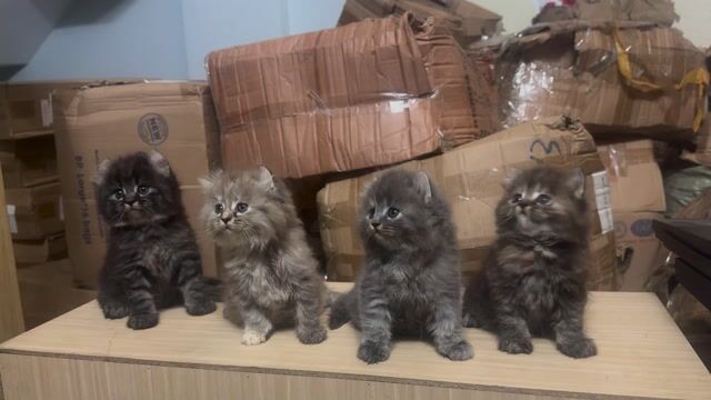 Bầy mèo aln. Mua bán Mèo tại Quận 12 Tp Hồ Chí Minh được đăng bởi Petty Pet hình 1