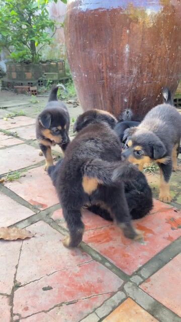 chó begiec lai rottweiler 3 con cái. Mua bán Chó tại Thành phố Mỹ Tho Tiền Giang được đăng bởi Phan Em hình 1