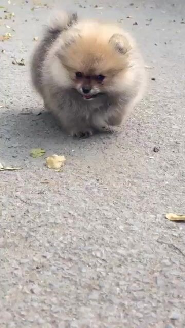 Chó Pomeranian trắng , xám , vàng cam , blacktan... Mua bán Chó tại Quận Bình Tân Tp Hồ Chí Minh được đăng bởi Nguyễn Thùy Linh hình 1