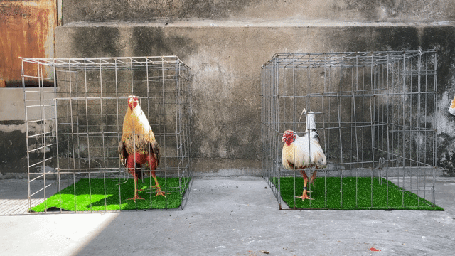 Gà Cuban 1-6 tháng tuổi. Mua bán Gà tại Quận 6 Tp Hồ Chí Minh được đăng bởi Cubanos VN hình 1