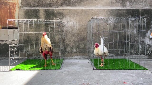 Gà Cuban 1-6 tháng tuổi. Mua bán Gà tại Quận 6 Tp Hồ Chí Minh được đăng bởi Cubanos VN hình 1