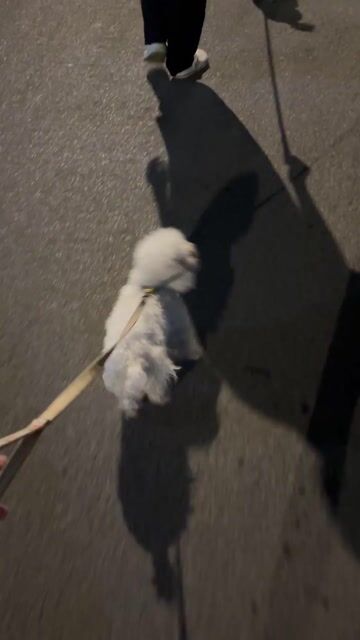 Chó Poodle cái 1 năm. Mua bán Chó tại Quận 7 Tp Hồ Chí Minh được đăng bởi Huyền My hình 1