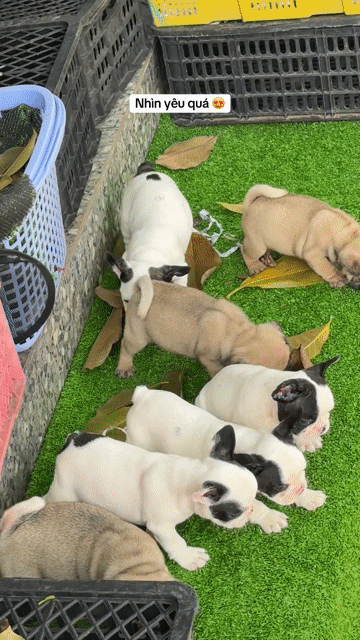 Chó French Bulldog con đã tiêm. Mua bán Chó tại Huyện Bình Chánh Tp Hồ Chí Minh được đăng bởi mini pet house sài gòn hình 1