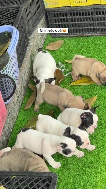 Chó French Bulldog con đã tiêm. Mua bán Chó tại Huyện Bình Chánh Tp Hồ Chí Minh được đăng bởi mini pet house sài gòn hình 1