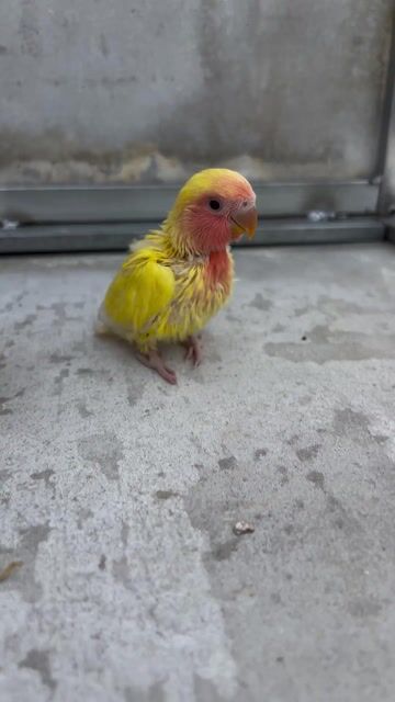 Chim Lovebird Vàng đầu đỏ. Mua bán Chim tại Quận 11 Tp Hồ Chí Minh được đăng bởi thuỷ tiên hình 1