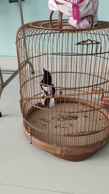 Chim than vip hót xòe. Mua bán Chim tại Huyện Bình Chánh Tp Hồ Chí Minh được đăng bởi thiện chim than hình 1