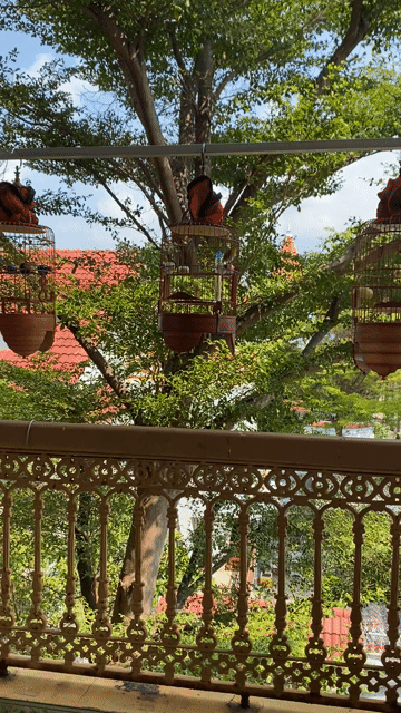 bán bộ khoen gần 2 mùa lồng vác dừa lồng xưa. Mua bán Chim tại Thành phố Vũng Tàu Bà Rịa - Vũng Tàu được đăng bởi tien hình 1
