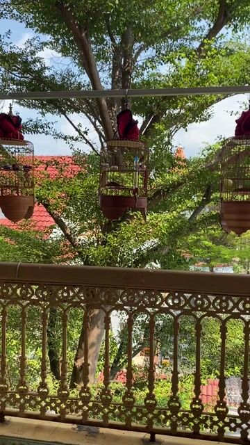 bán bộ khoen gần 2 mùa lồng vác dừa lồng xưa. Mua bán Chim tại Thành phố Vũng Tàu Bà Rịa - Vũng Tàu được đăng bởi tien hình 1
