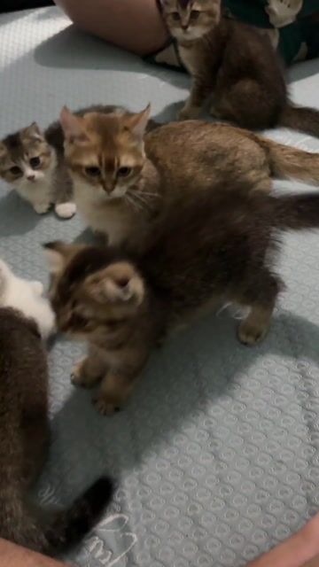 Mèo tai cụp Tabby trắng con. Mua bán Mèo tại Quận 12 Tp Hồ Chí Minh được đăng bởi Lâm hình 1