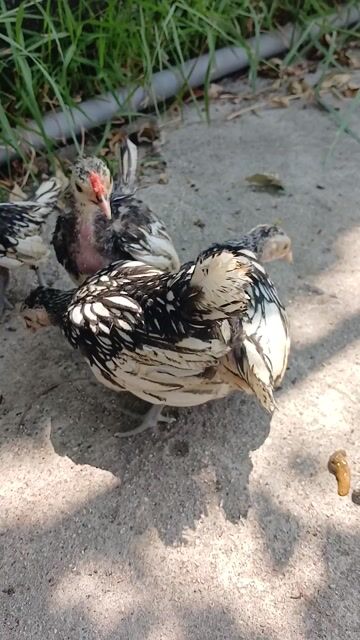 4 con Vảy cá bạc. Mua bán Gà tại Huyện Đức Hòa Long An được đăng bởi trantu hình 1