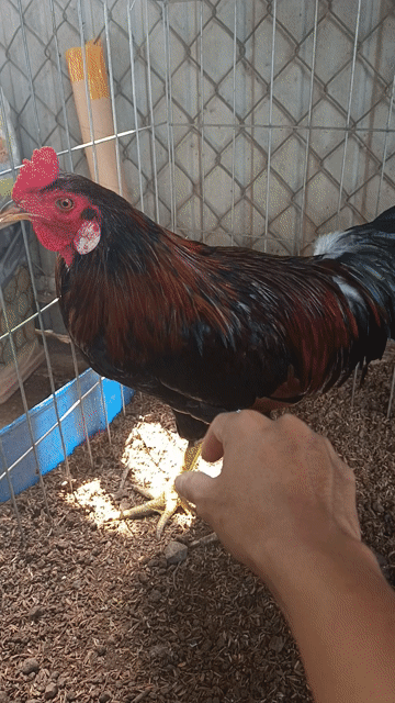 Gà chọi trống 9 tháng. Mua bán Gà tại Thành phố Long Khánh Đồng Nai được đăng bởi Sang hình 1