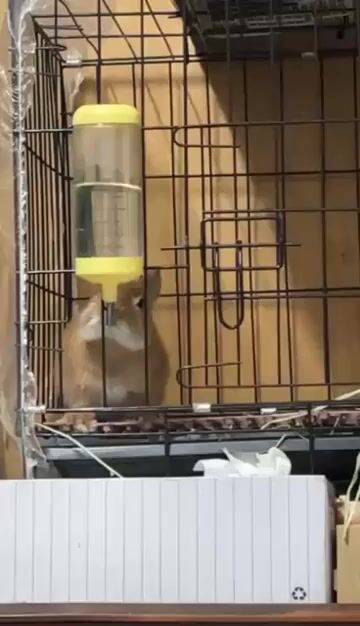 Thỏ giống dòng hà lan lùn. Mua bán Thú cưng khác tại Quận 12 Tp Hồ Chí Minh được đăng bởi Hậu hình 1