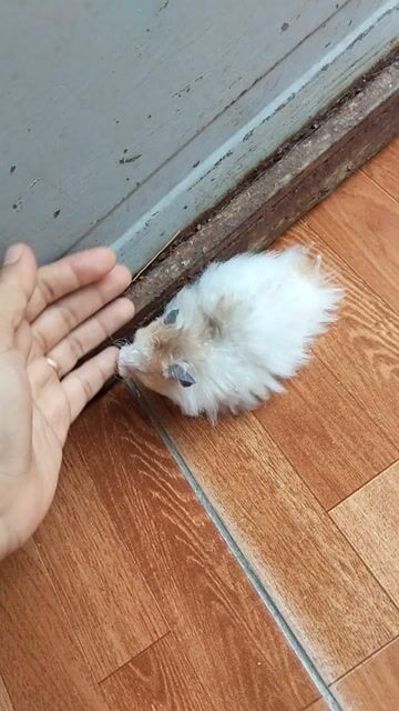 Chuột Hamster Thái Trung F1 Đực. Mua bán Thú cưng khác tại Huyện Hóc Môn Tp Hồ Chí Minh được đăng bởi Quyên hình 1