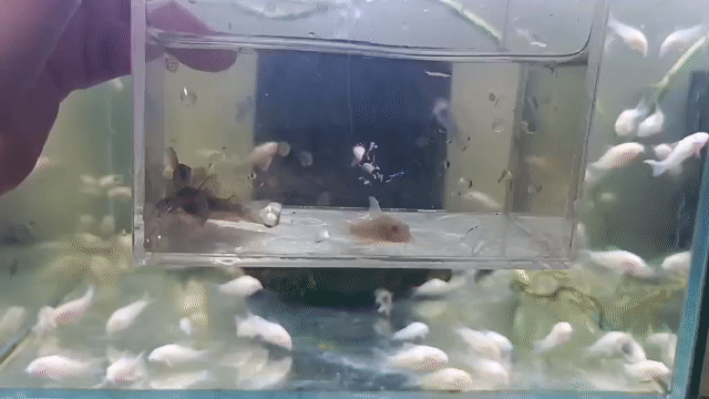 Cá cảnh Chuột Abino trắng kỳ cao. Mua bán Thú cưng khác tại Quận Tây Hồ Hà Nội được đăng bởi nghĩa  hình 1