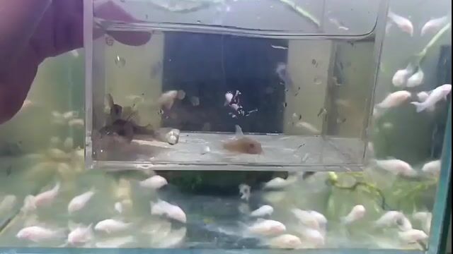 Cá cảnh Chuột Abino trắng kỳ cao. Mua bán Thú cưng khác tại Quận Tây Hồ Hà Nội được đăng bởi nghĩa  hình 1