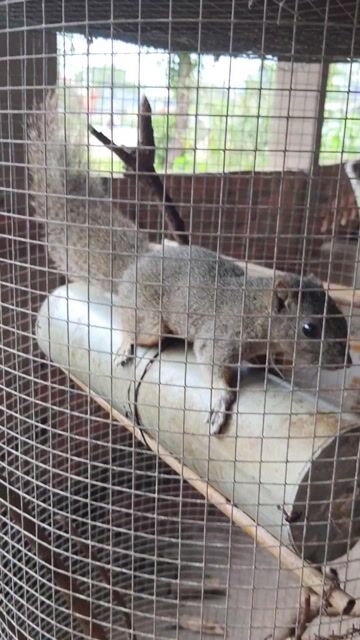 Một cặp bông dạ đỏ đáng iu cho ae cần. Mua bán Thú cưng khác tại Huyện Cẩm Mỹ Đồng Nai được đăng bởi guppylover hình 1