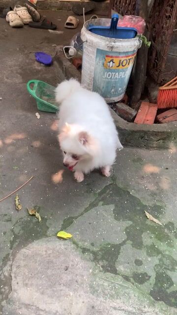 Chó Phốc Sóc cái 1 tuổi. Mua bán Chó tại Quận Thanh Xuân Hà Nội được đăng bởi Hạnh hình 1