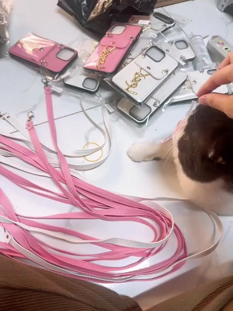 mèo anh lông ngắn tai cụp. Mua bán Mèo tại Quận Đống Đa Hà Nội được đăng bởi Tiến Ninh hình 1