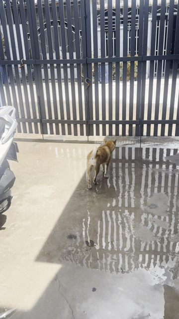 Chó Shiba Nâu vàng. Mua bán Chó tại Huyện Củ Chi Tp Hồ Chí Minh được đăng bởi Nguyễn thành quang  hình 1
