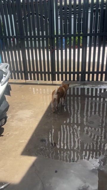 Chó Shiba Nâu vàng. Mua bán Chó tại Huyện Củ Chi Tp Hồ Chí Minh được đăng bởi Nguyễn thành quang  hình 1
