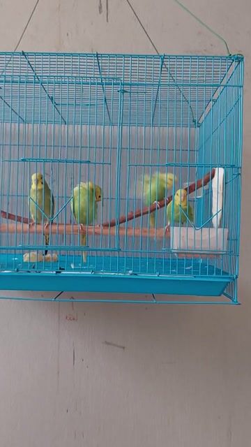 Chim yến phụng xanh lá 5 con. Mua bán Chim tại Thị xã Mỹ Hào Hưng Yên được đăng bởi Quý nguyễn hình 1