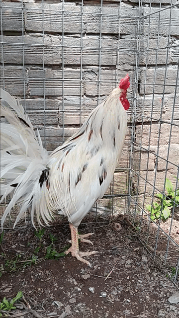Gà Trắng Đực 2.9kg. Mua bán Gà tại Huyện Thạnh Phú Bến Tre được đăng bởi thành vinh hình 1