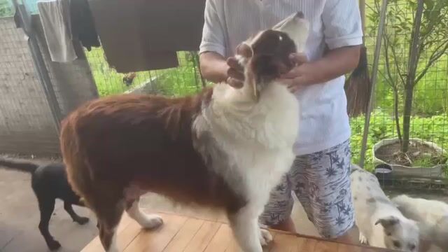Chó chăn cừu cái nâu trắng. Mua bán Chó tại Huyện Thanh Trì Hà Nội được đăng bởi Thanh Dung hình 1